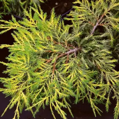 Можжевельник КИНГ ОФ СПРИНГ средний в Полоцке