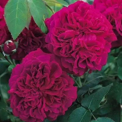 Роза ВИЛЬЯМ ШЕКСПИР английская в Полоцке