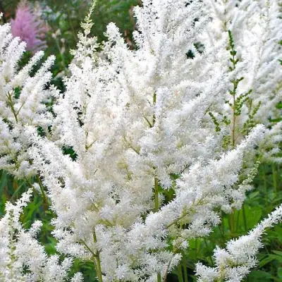 Астильба ДИАМАНТ Арендса в Полоцке