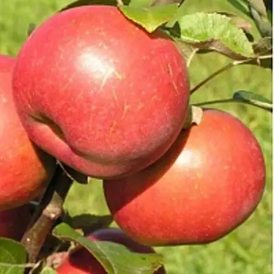 Яблоня РЕДКРАФТ в Полоцке