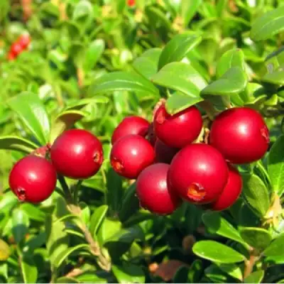 Брусника садовая РЕД ПЕРЛ в Полоцке