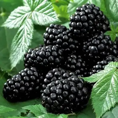 Ежевика БЛЭК БЬЮТИ в Полоцке