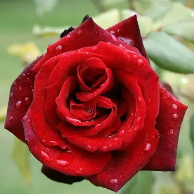 Роза ТАБУ чайно-гибридная в Полоцке