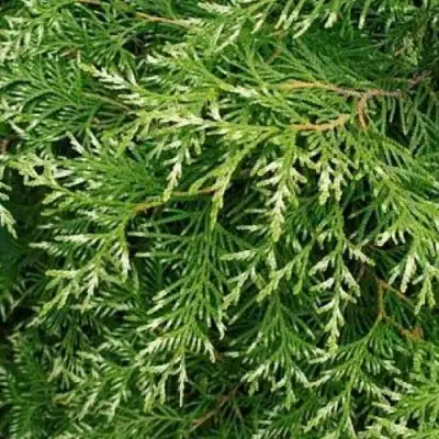 Туя СМАРАГД ВАРИЕГАТА западная в Полоцке