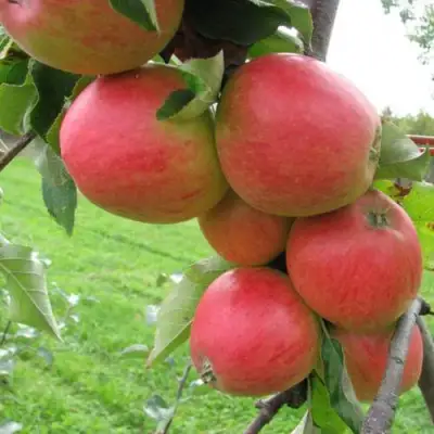 Яблоня ПИККОЛО в Полоцке