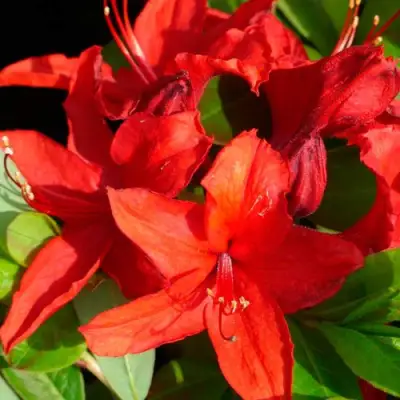 Азалия НАБУКО листопадная в Полоцке