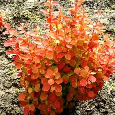 Барбарис ОРАНЖ ФАЙЕР тунберга в Полоцке