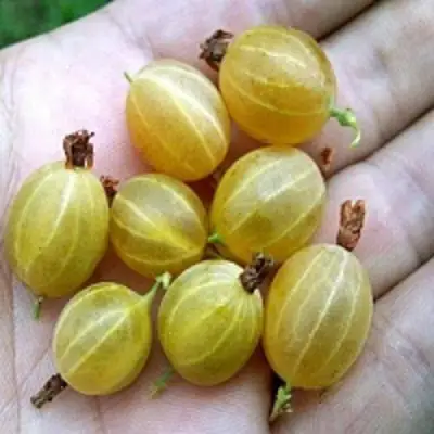 Крыжовник ЯРОВОЙ в Полоцке