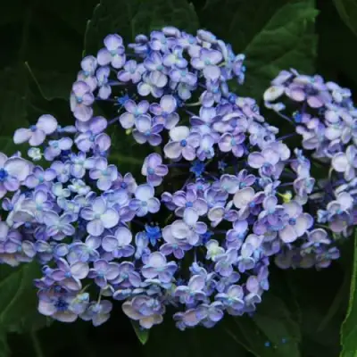 Гортензия АИША крупнолистная  в Полоцке