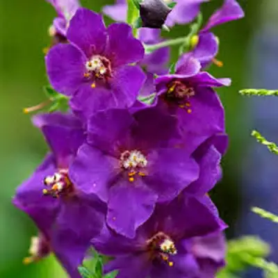 Коровяк ВИОЛЕТТА (вербаскум) в Полоцке