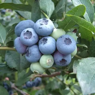 Голубика БЛЮЭТТА в Полоцке