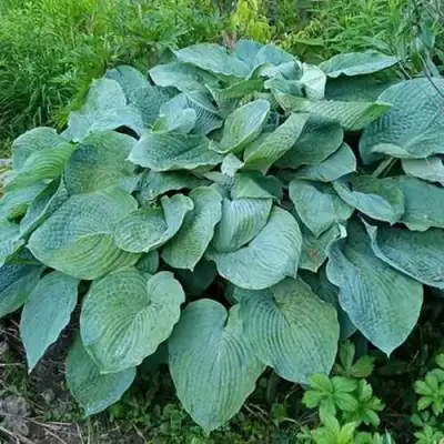 Хоста ЭЛЕГАНС Зибольда в Полоцке