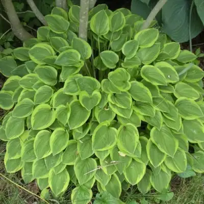 Хоста ГОЛДЕН ТИАРА в Полоцке