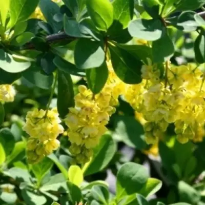 Барбарис ИНДИАН САММЕР  в Полоцке