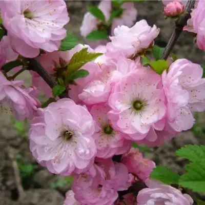 Миндаль ТРЁХЛОПАСТНЫЙ (луизеания) в Полоцке