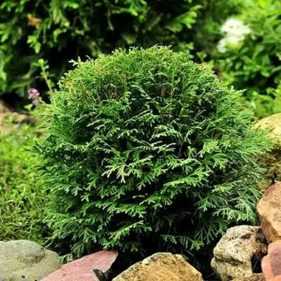 Туя ДАНИКА западная в Полоцке