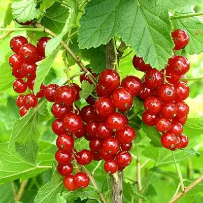 Смородина красная ФЕРТОДИ в Полоцке