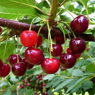 Вишня БРУСНИЦЫНА степная в Полоцке