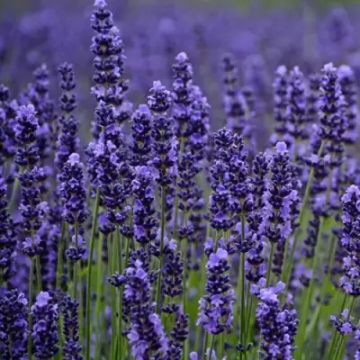 Лаванда МАНСТЕД узколистная в Полоцке