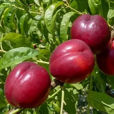 Нектарин БИГ-ТОП в Полоцке