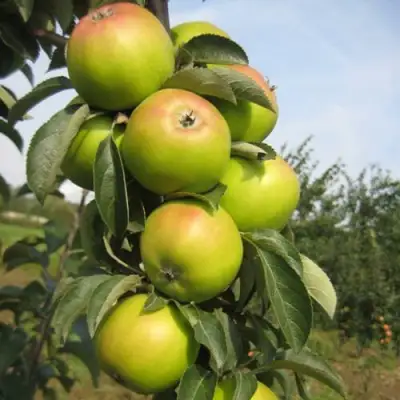 Яблоня ЛУКОМОР колонновидная в Полоцке