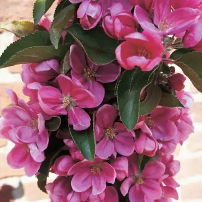 Яблоня ЗЕЛЁНЫЙ БУКЕТ декоративная в Полоцке