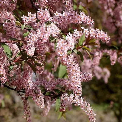 Черемуха НЕЖНОСТЬ в Полоцке