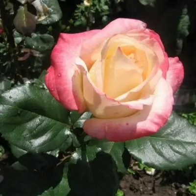 Роза БЕЛА ПЕРЛА чайно-гибридная в Полоцке