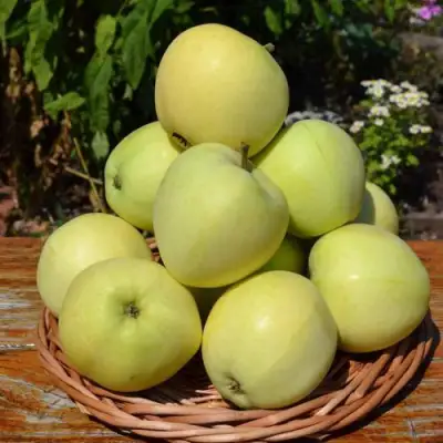 Яблоня ПАПИРОВКА в Полоцке