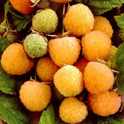 Малина ЗОЛОТЫЕ КУПОЛА в Полоцке