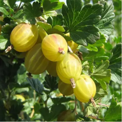 Крыжовник БЕРИЛЛ в Полоцке