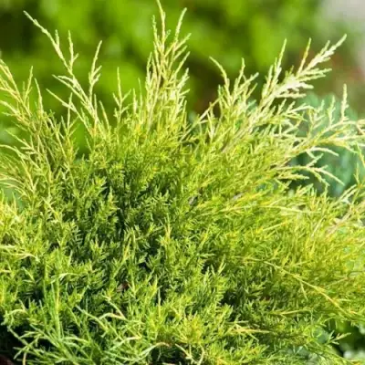 Можжевельник ОЛД ГОЛД средний в Полоцке