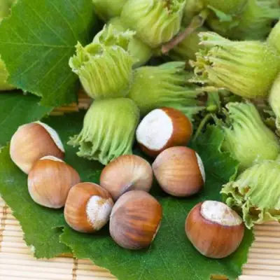 Фундук КРЕПКИЙ ОРЕШЕК в Полоцке