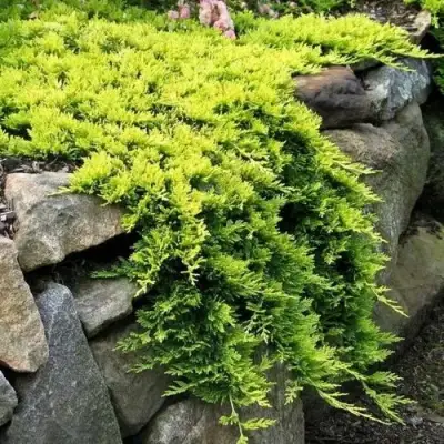 Можжевельник ГОЛДЕН КАРПЕТ горизонтальный  в Полоцке