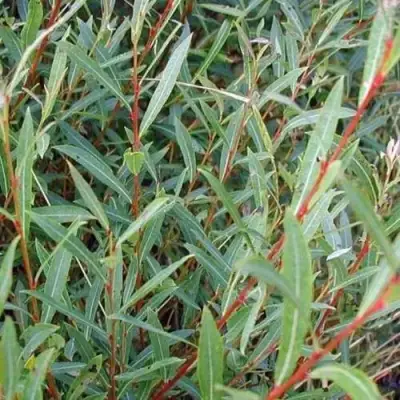 Ива НАНА пурпурная в Полоцке