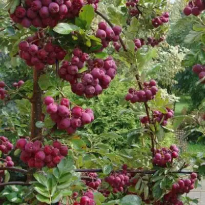 Рябина ДЕСЕРТНАЯ МИЧУРИНА сладкоплодная в Полоцке