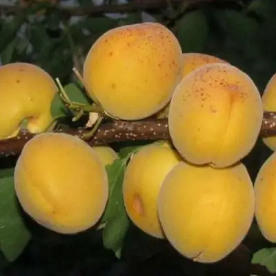 Абрикос ДЕСЕРТНЫЙ ГОЛУБЕВА в Полоцке