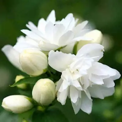 Жасмин ШНЕЕШТРУМ в Полоцке