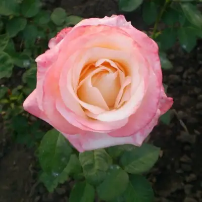 Роза БЕЛА ПЕРЛА чайно-гибридная в Полоцке