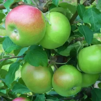 Яблоня НАВАВИТА в Полоцке