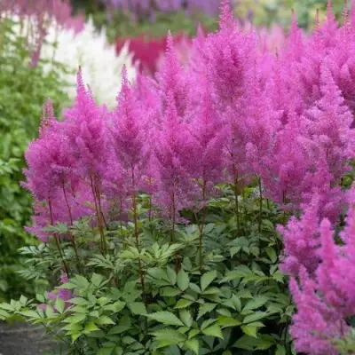 Астильба АМЕТИСТ Арендса в Полоцке