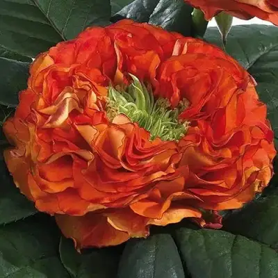 саженцы розы Флеш Ай