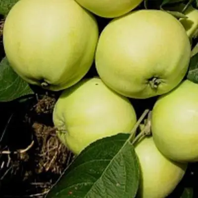 Яблоня ПАПИРОВКА в Полоцке