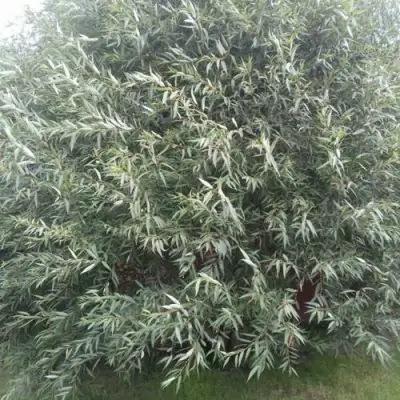 Ива СЕРЕБРИСТАЯ в Полоцке