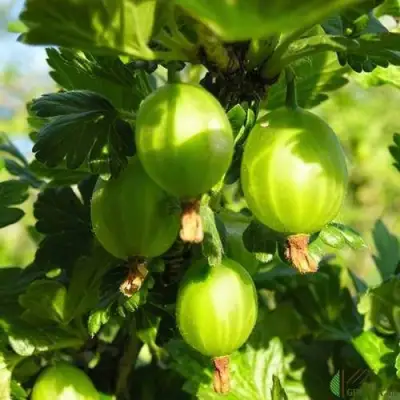 Крыжовник МАЛАХИТ в Полоцке