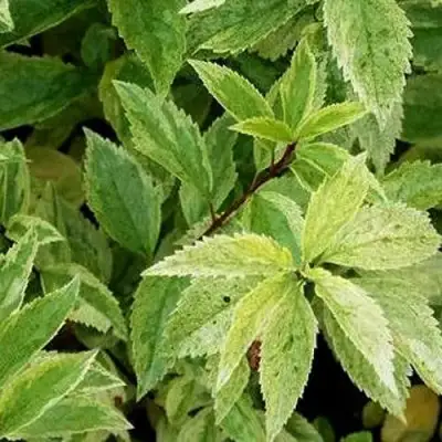 Форзиция ЛЕДНОГОРА промежуточная в Полоцке