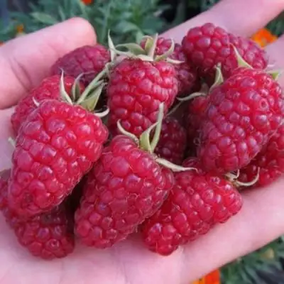 Малина МОСКОВСКИЙ ВЕЛИКАН в Полоцке