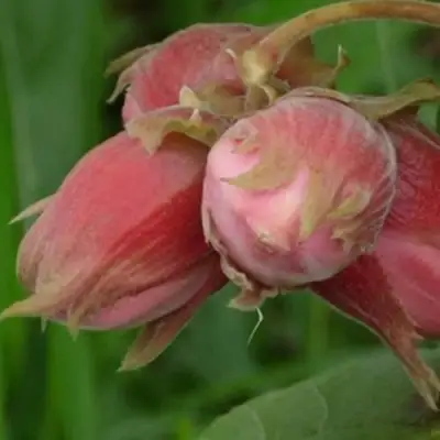Фундук АКАДЕМИК ЯБЛОКОВ в Полоцке