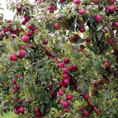 Яблоня ЛОБО в Полоцке