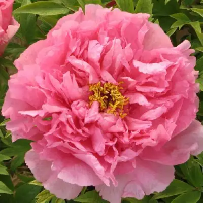 Пион СЕРЕБРИСТЫЙ РУЧЕЙ древовидный в Полоцке